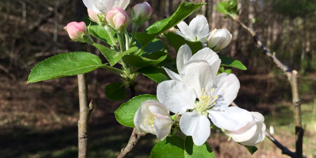 Think about wonderful things like apple blossoms!